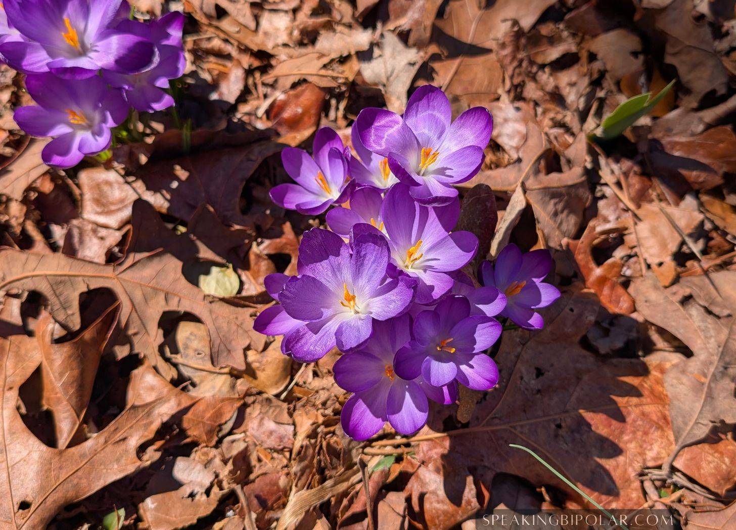 Photo of purple crocus flowers blooming among brown leaves