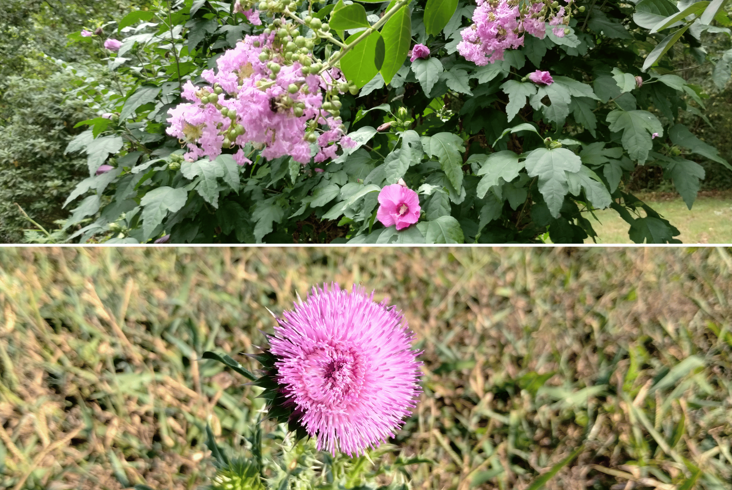 Photographs of flowers from the author’s yard