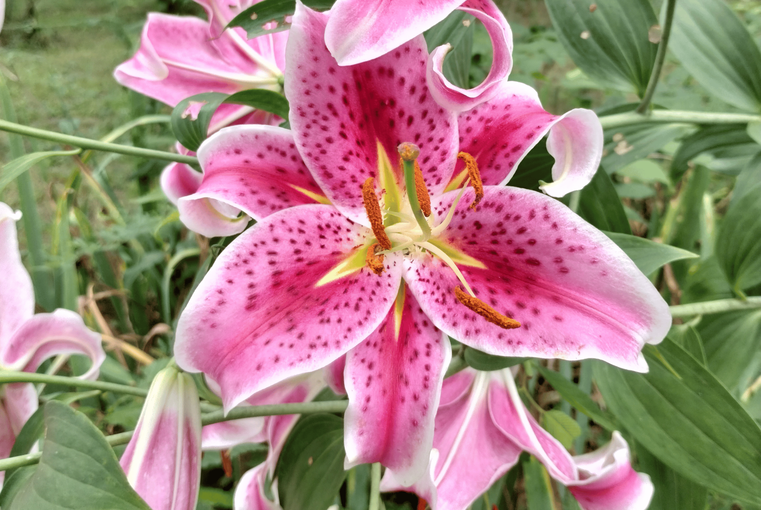 Photographs of flowers from the author’s yard