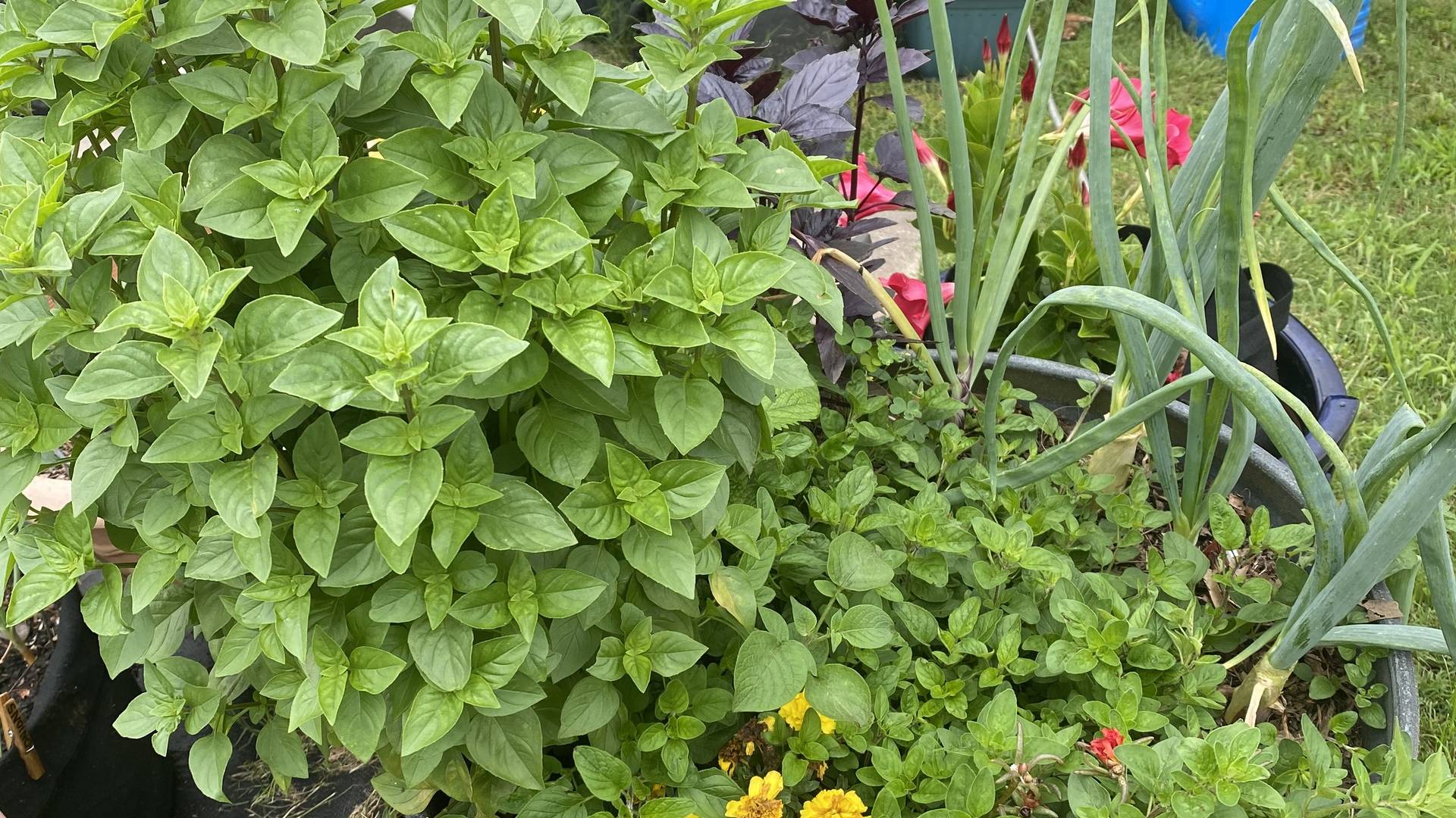 Mixed Herb Pot