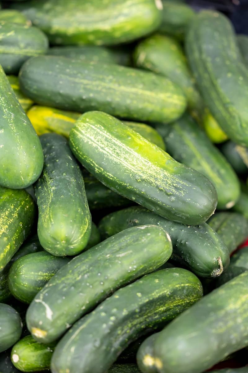 Fresh cucumbers are piled together for sale.