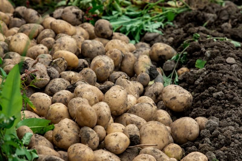 A pile of potatoes sitting on top of a pile of dirt