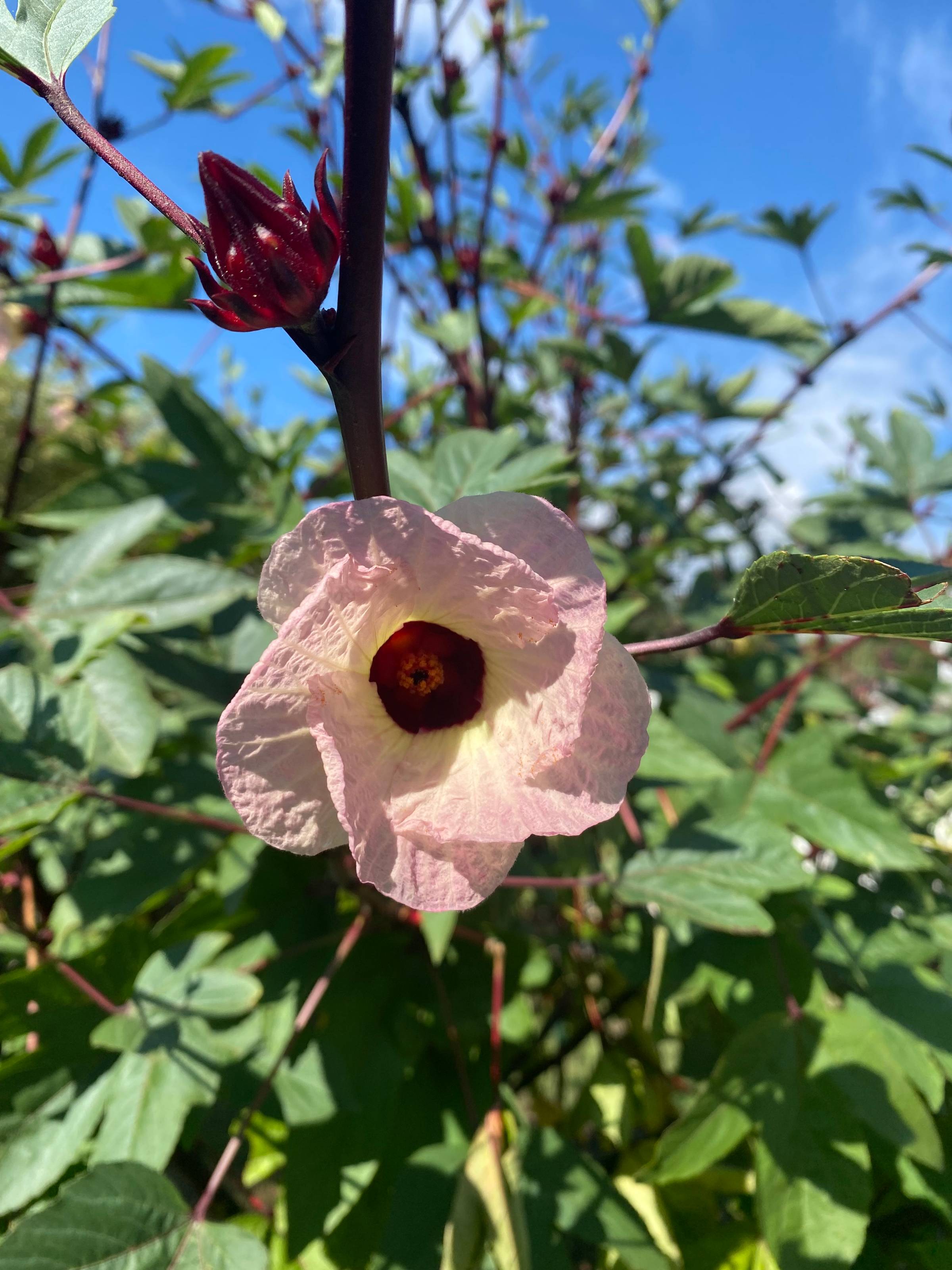 Roselle Flower