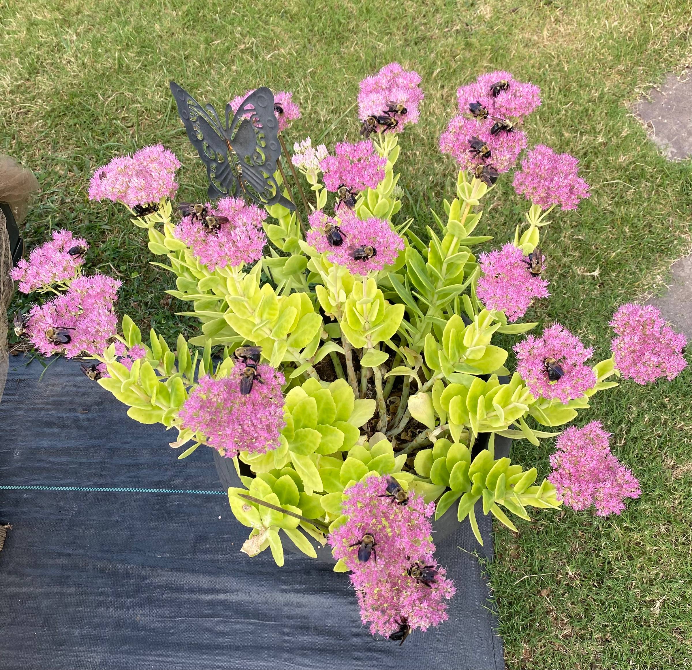 Sedum, Autumn Joy