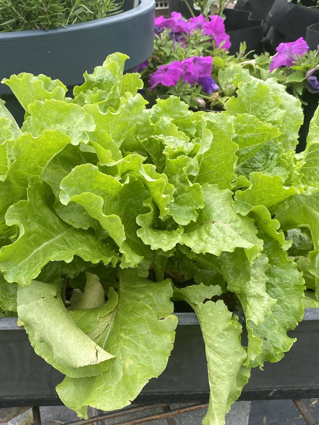 Lettuce