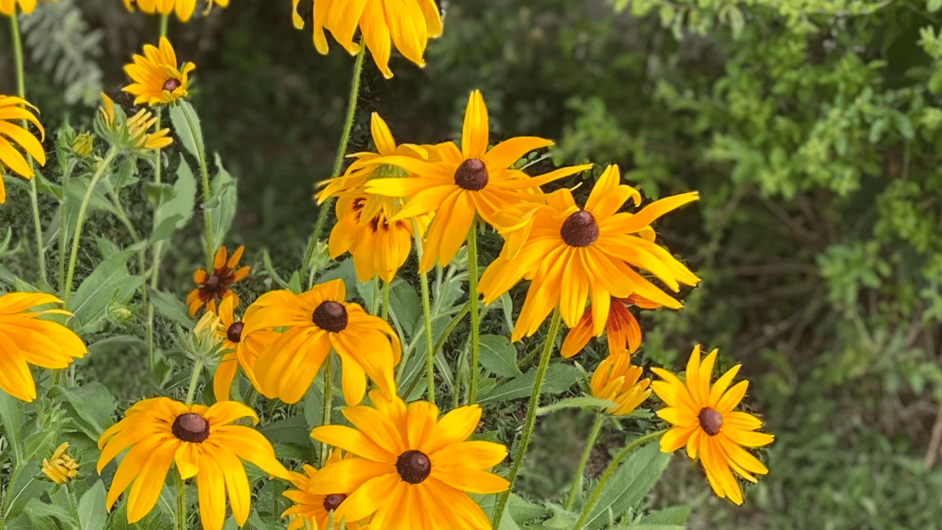Rudbeckia