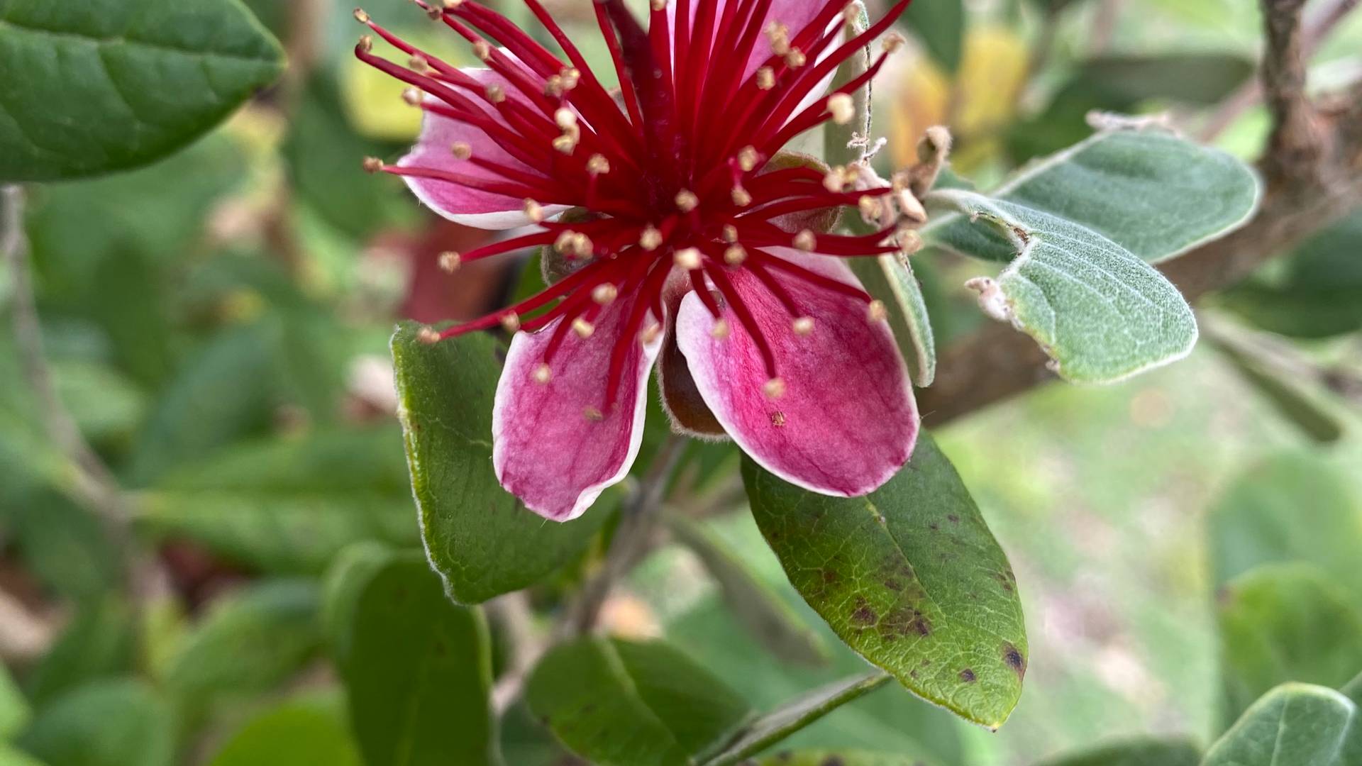 Roselle Flower