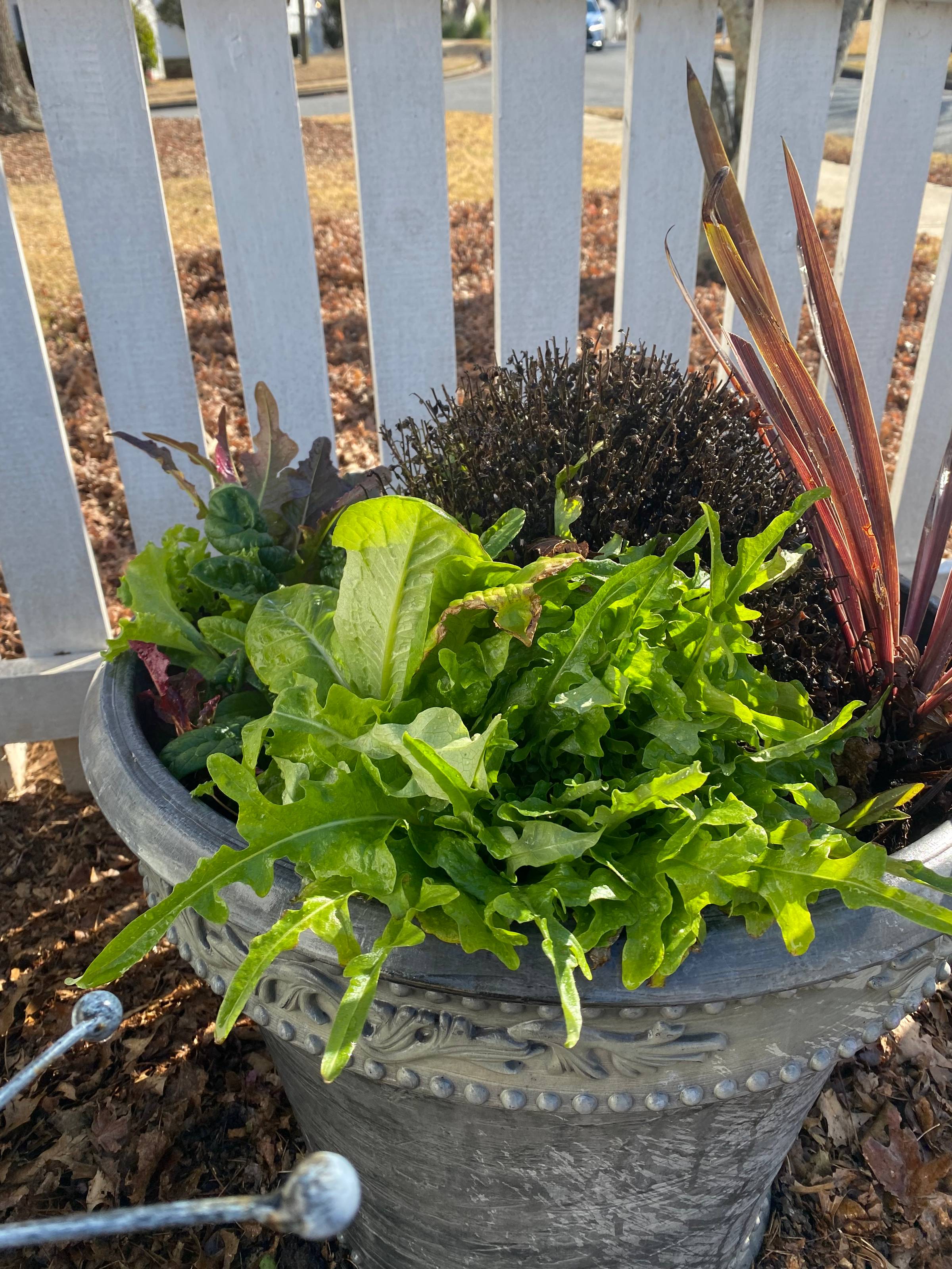lettuce growing in an old flower pot
