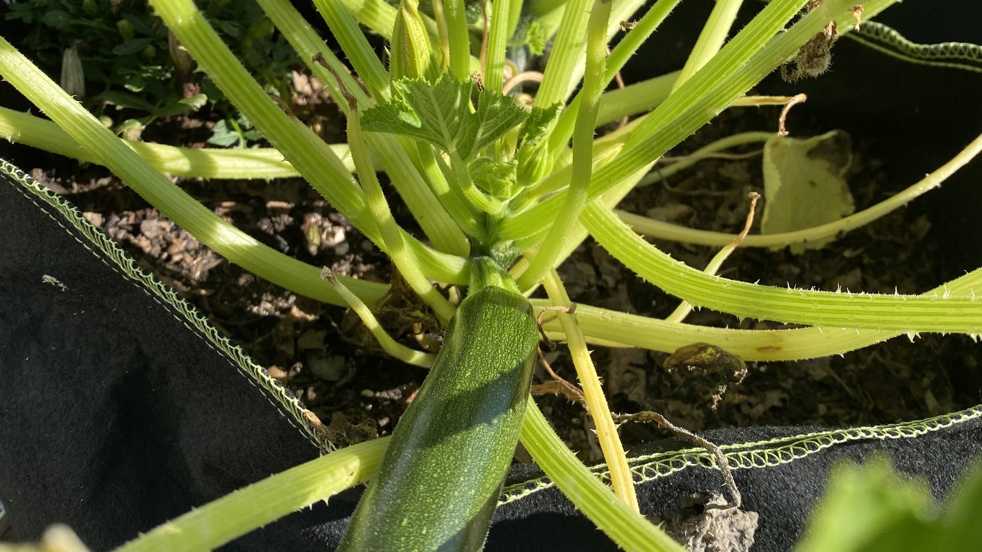 Zucchini
