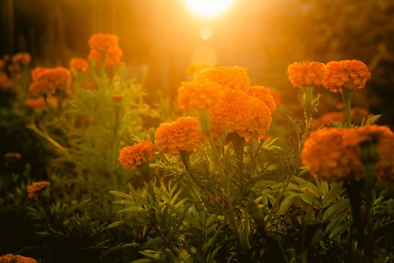 A bunch of flowers that are in the grass