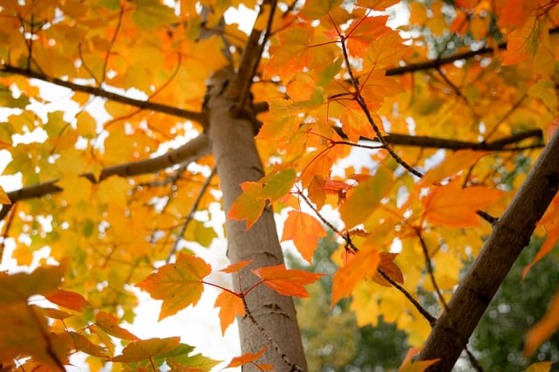 A group of trees with yellow and orange leaves