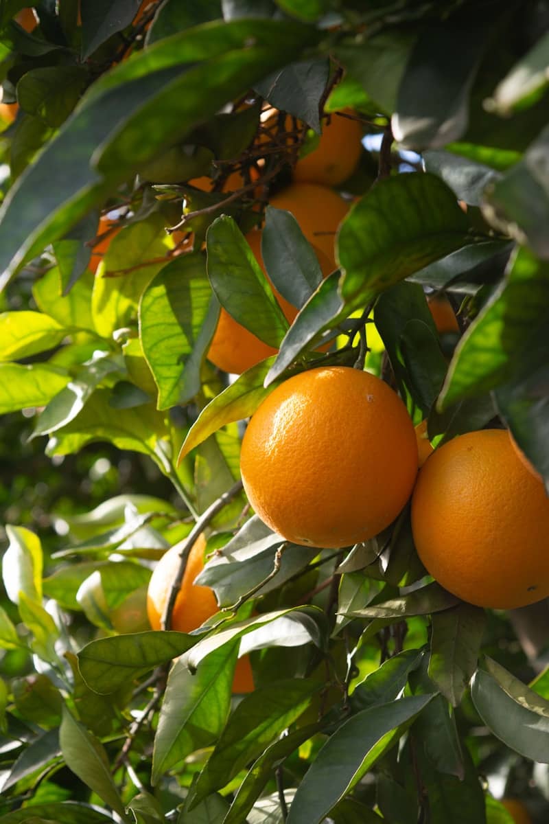 A tree filled with lots of ripe oranges