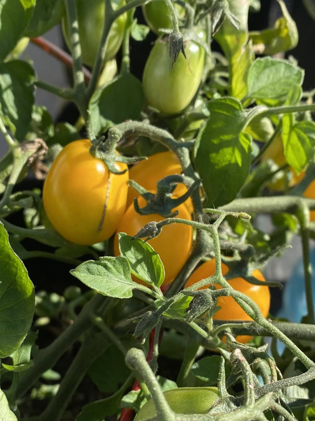 Golden Cherry Tomatoes