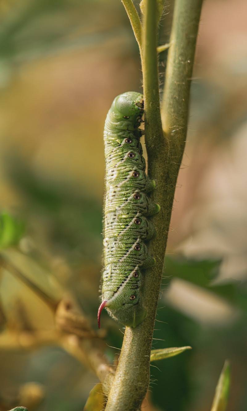 A green caterpillar on a branch in a tree