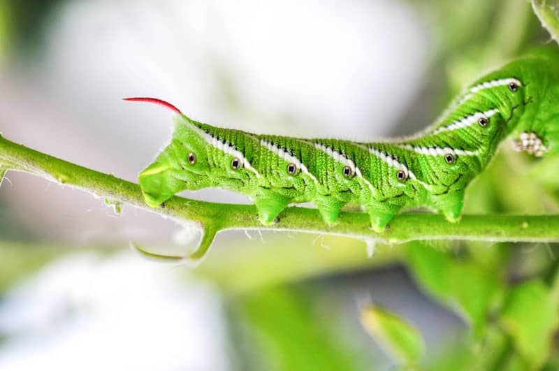 a green caterpillar sitting on top of a green plant