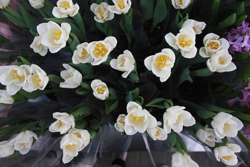 A bouquet of white tulips with purple hyacinths.