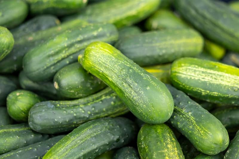 A pile of fresh, green cucumbers.