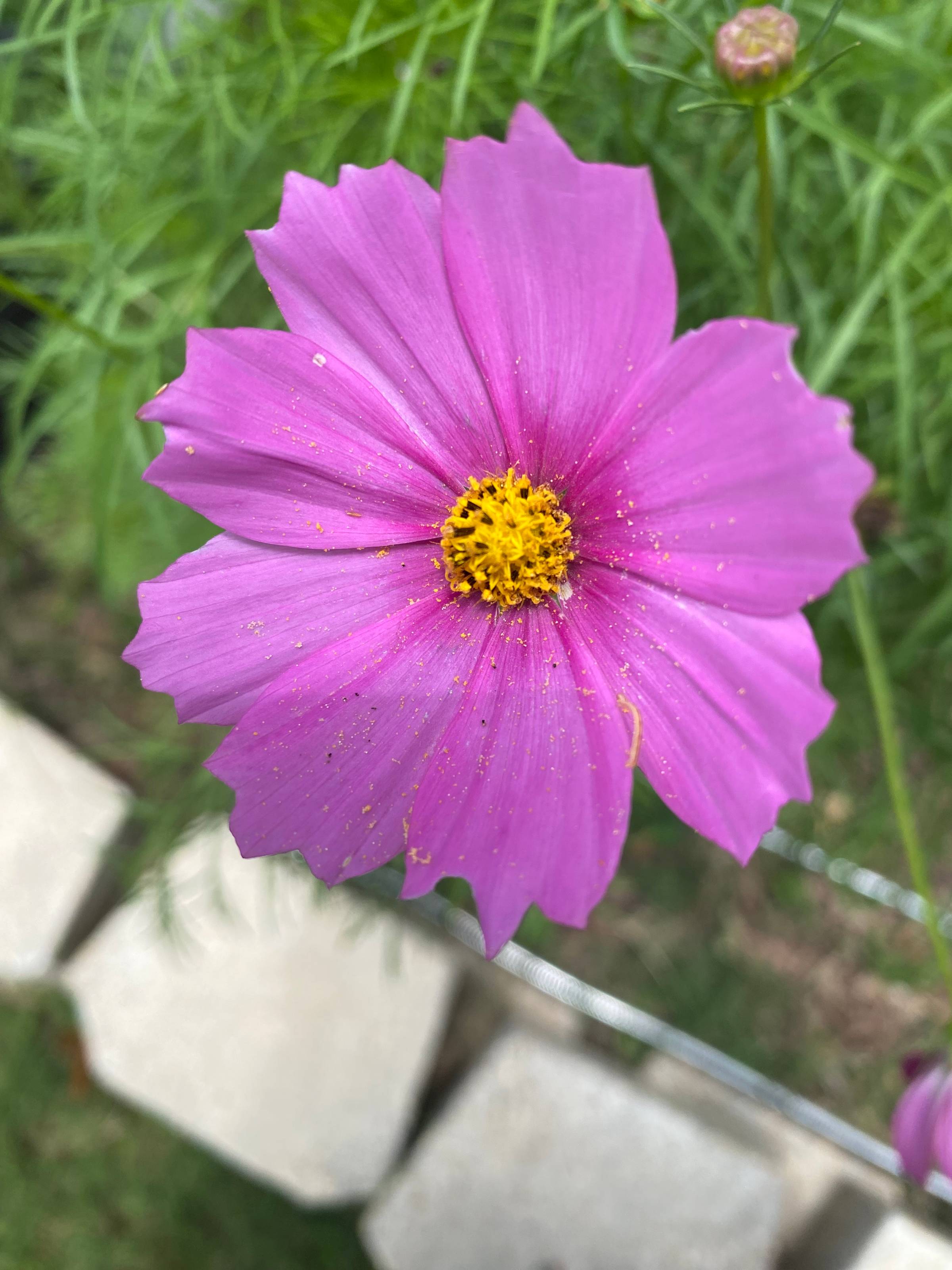 Cosmos Flower
