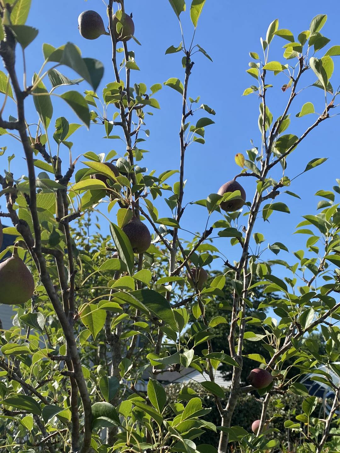 Asain Pears