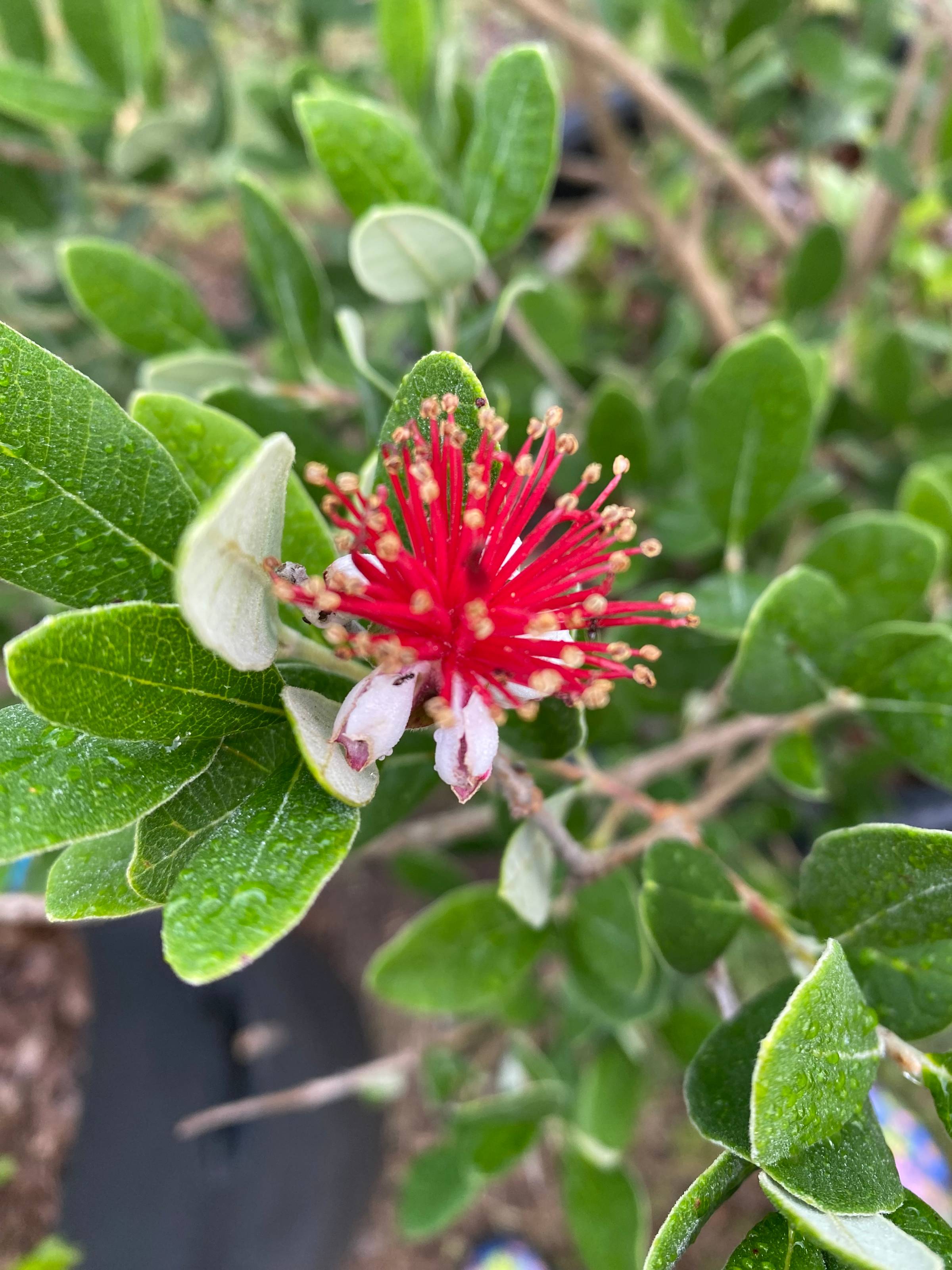 Pineapple Guava Flower