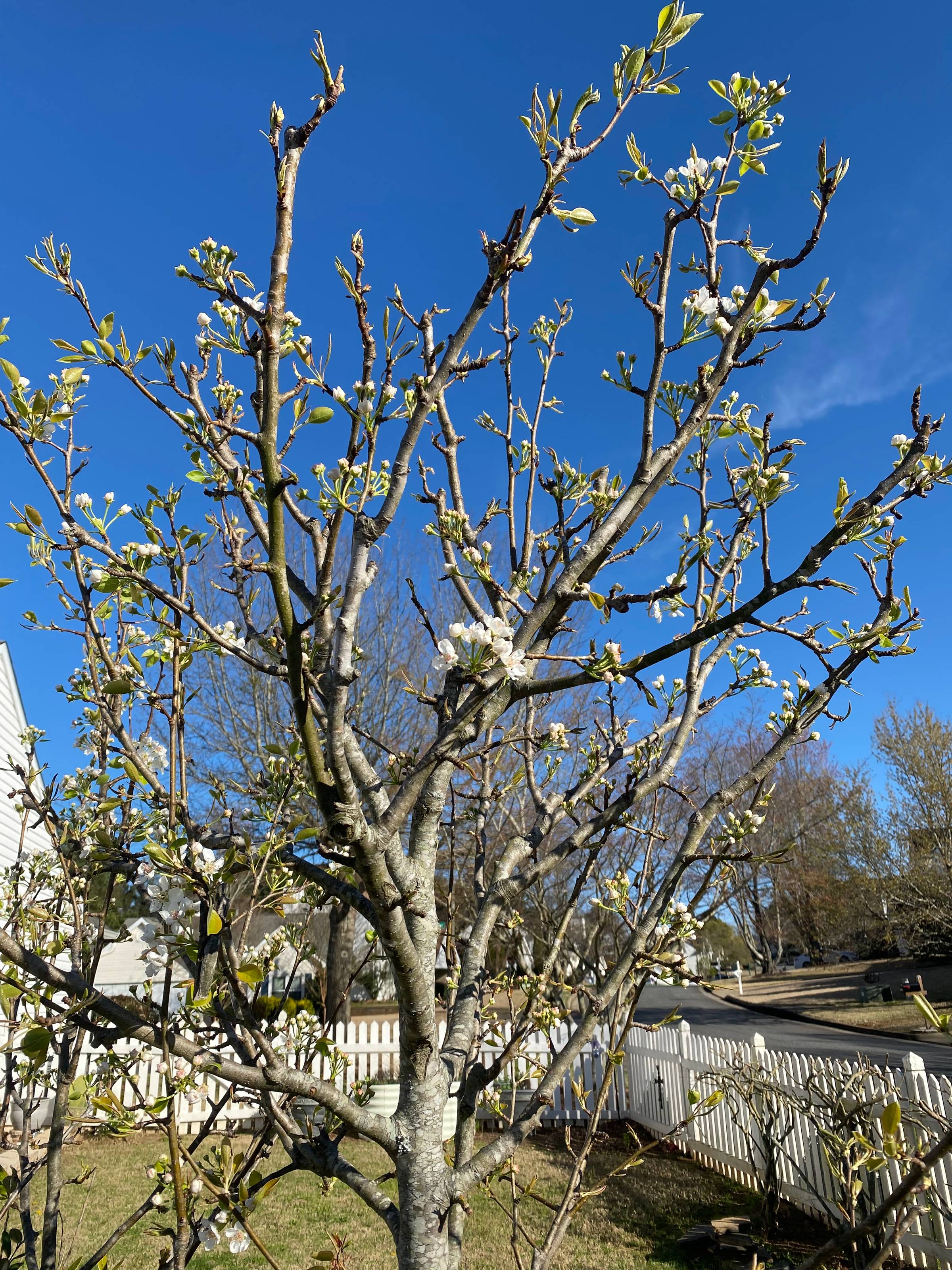 Budding Container Pear Tree