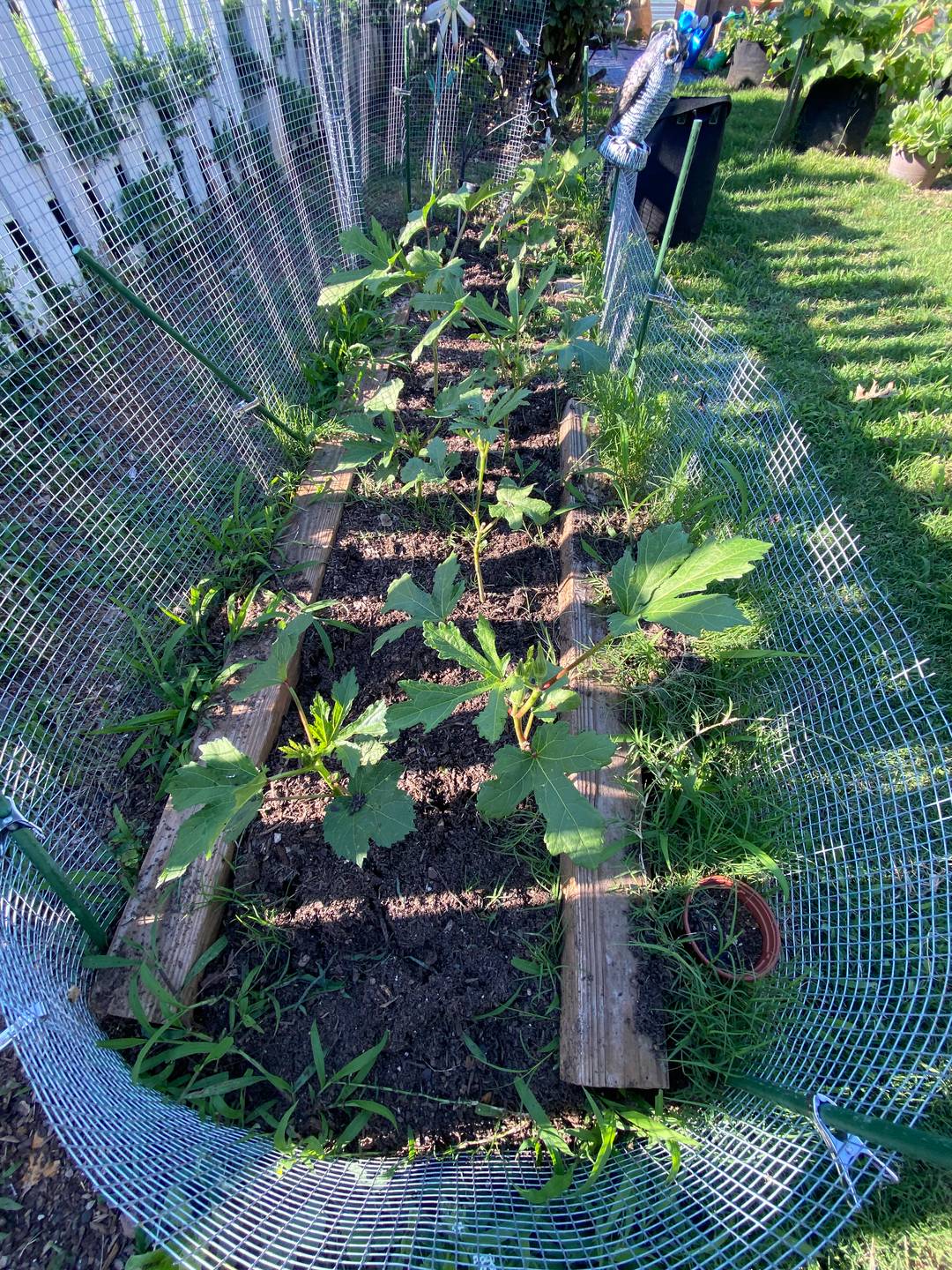 Okra