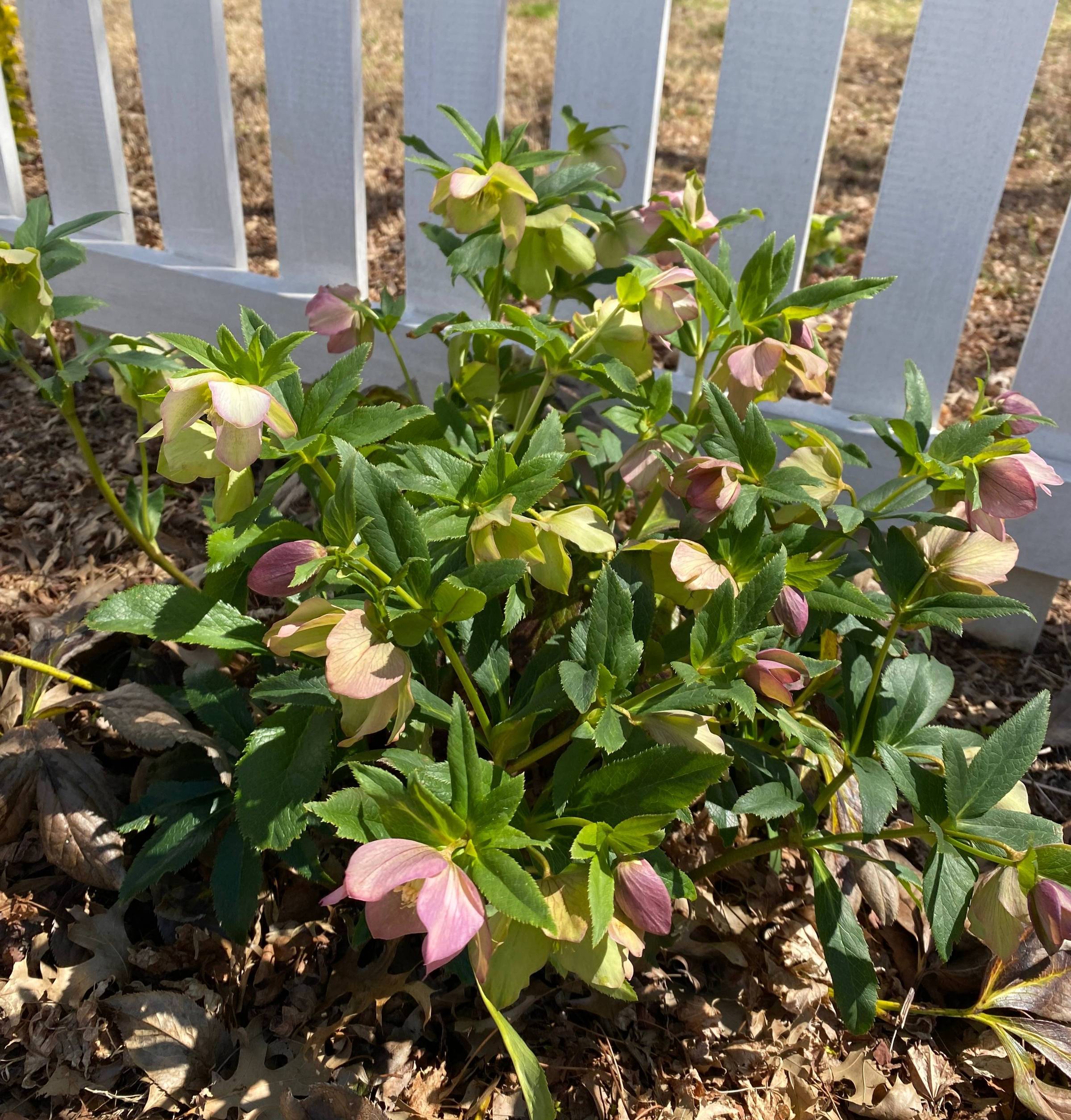 Lenten Rose