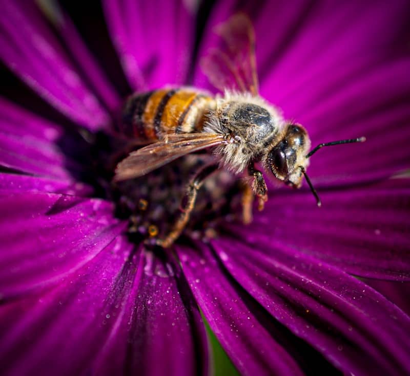 A bee is sitting on a purple flower