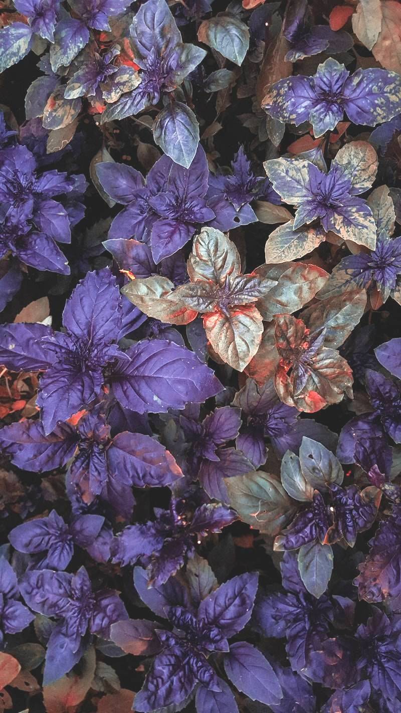 Purple Basil