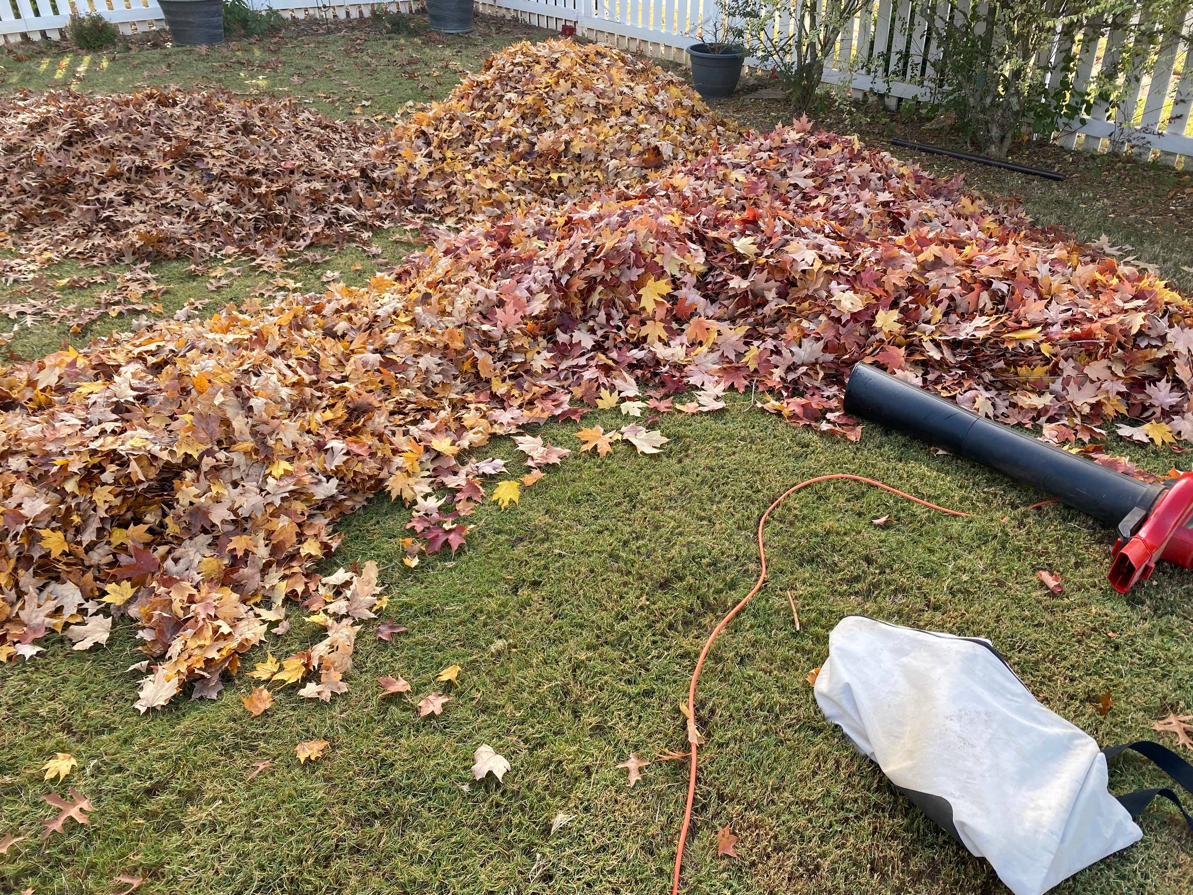 Gathering leaves to shred and make leaf mold.
