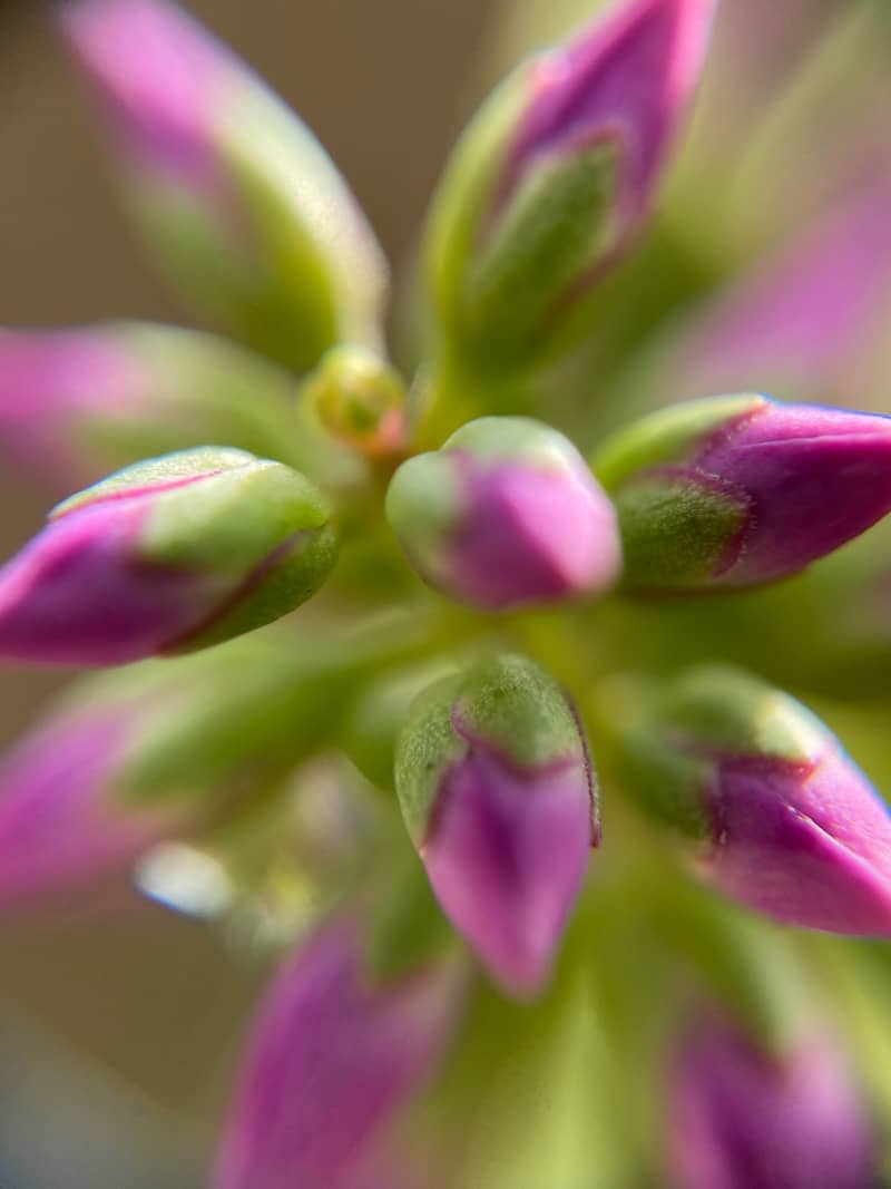 A close up of a flower with a blurry background