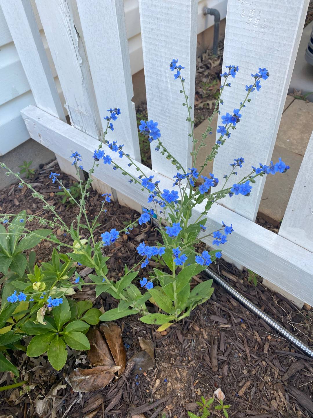Chinese Forget-Me-Nots
