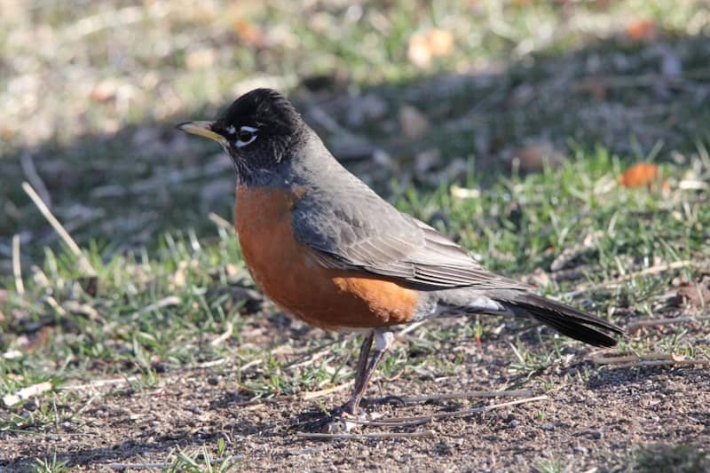 An american robin standing on the ground.