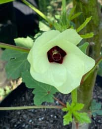 Okra Flower