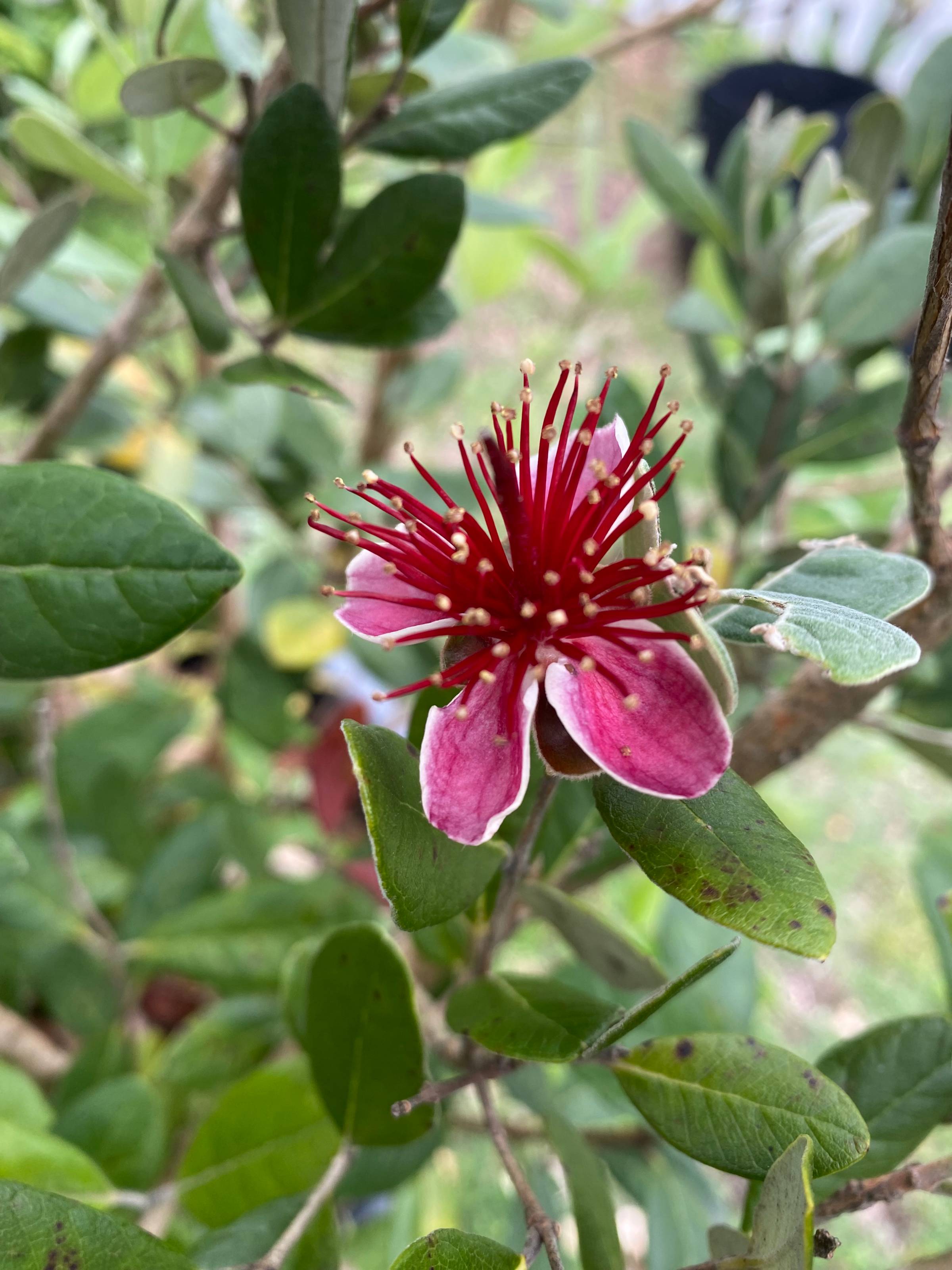 Pineapple Guava Flower