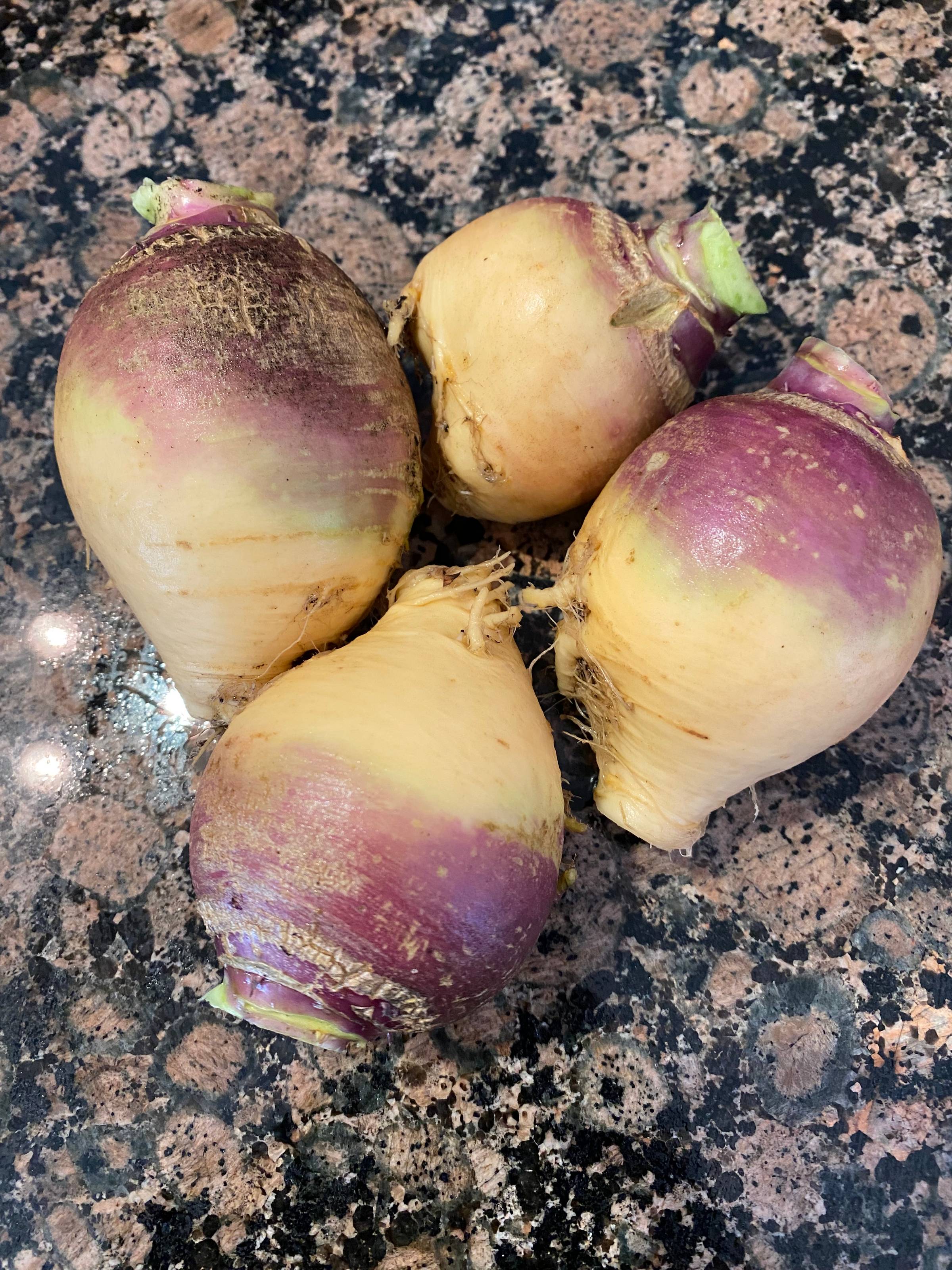 Harvested Rutabagas