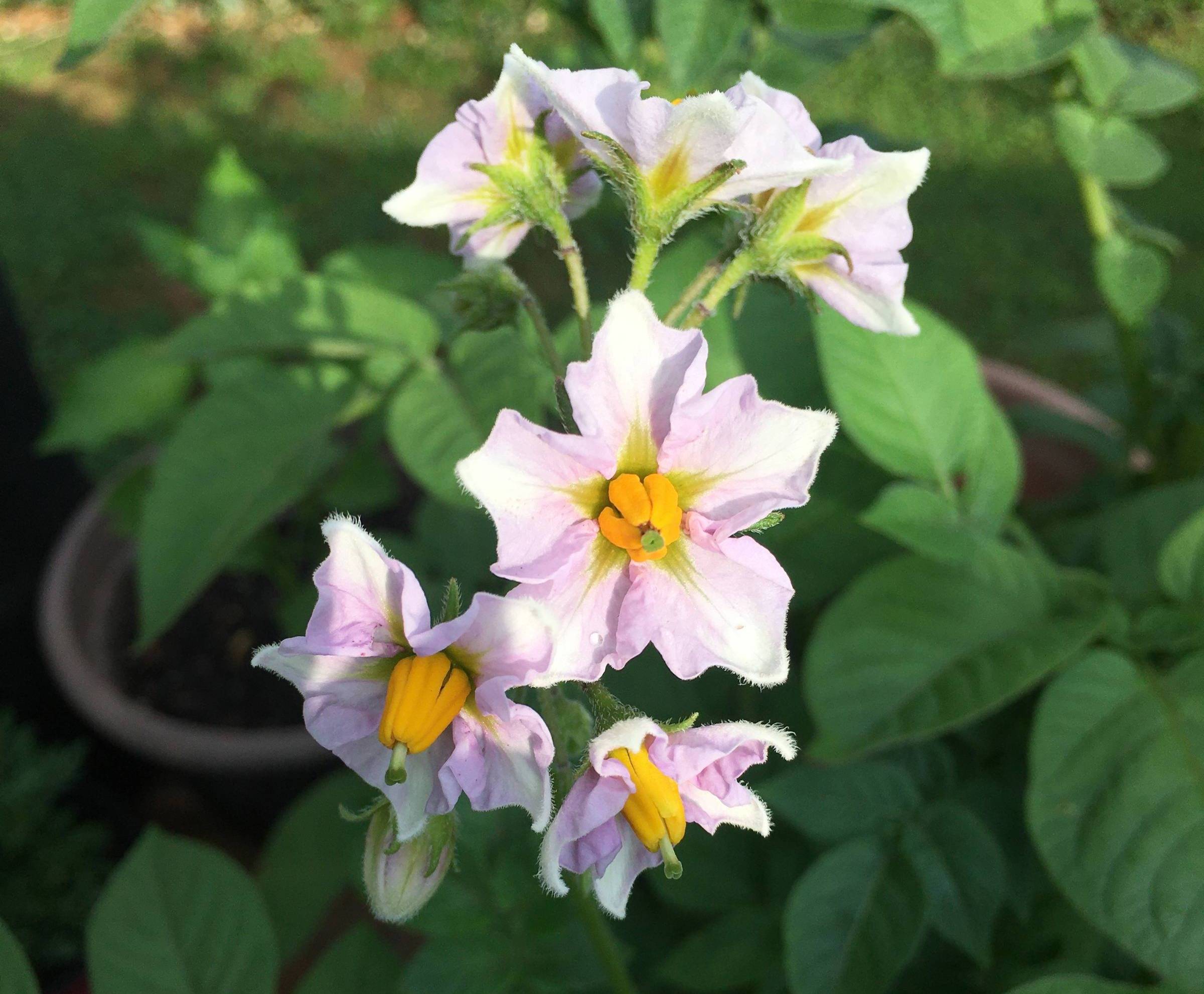Potato Flower