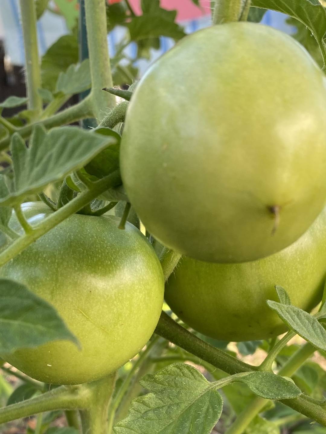 Green tomatoes