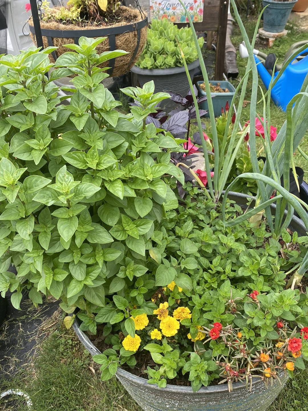 Herb Pot 
