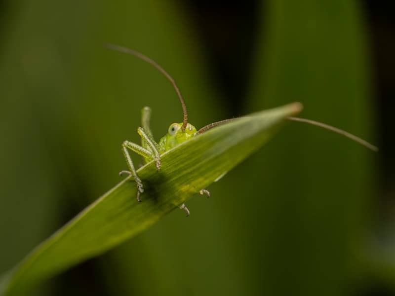 A tiny green grasshopper clings to a blade of grass.