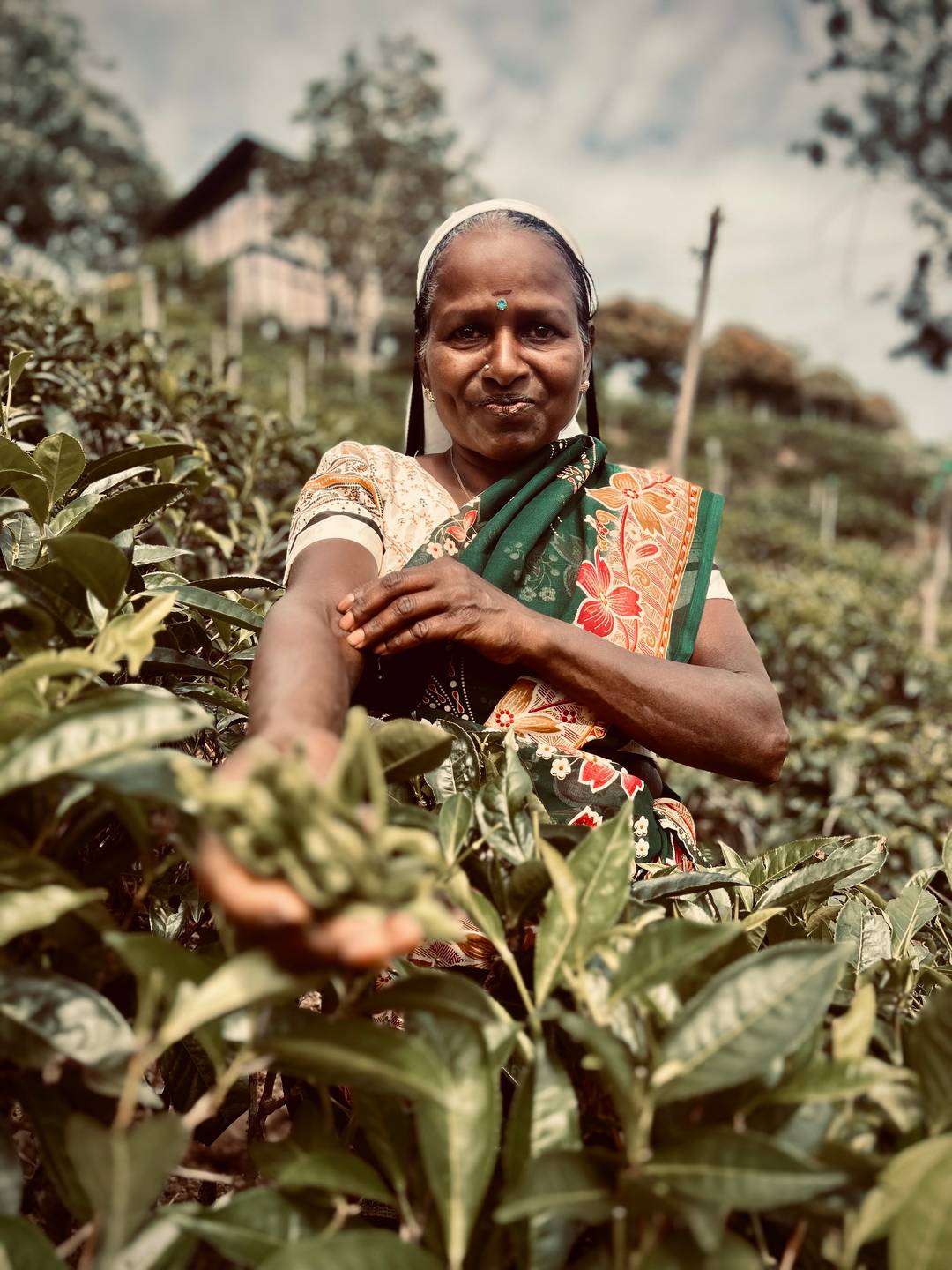 Tea picker in Sri Lanka