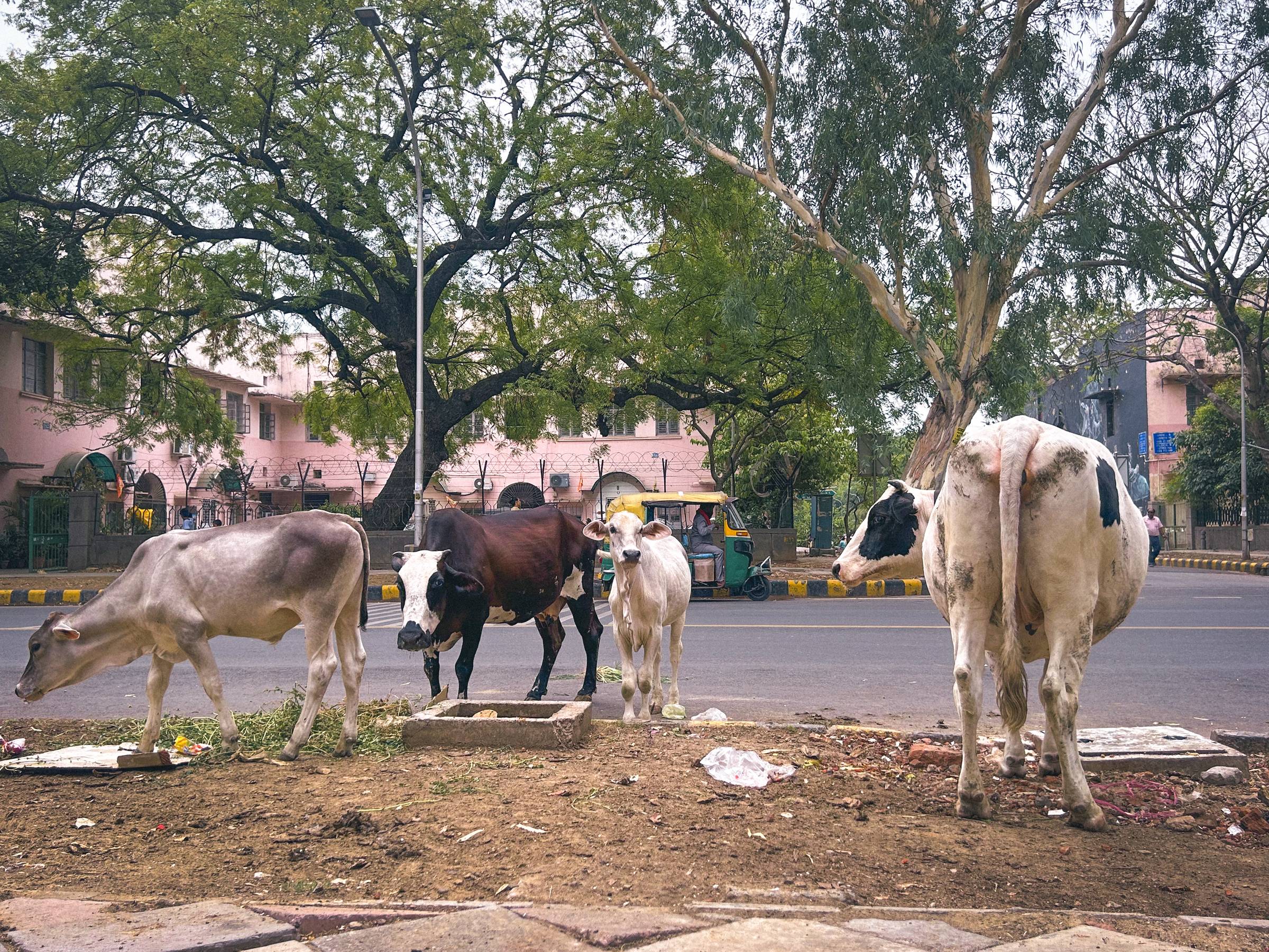 Cows roam the streets freely in Delhi, India