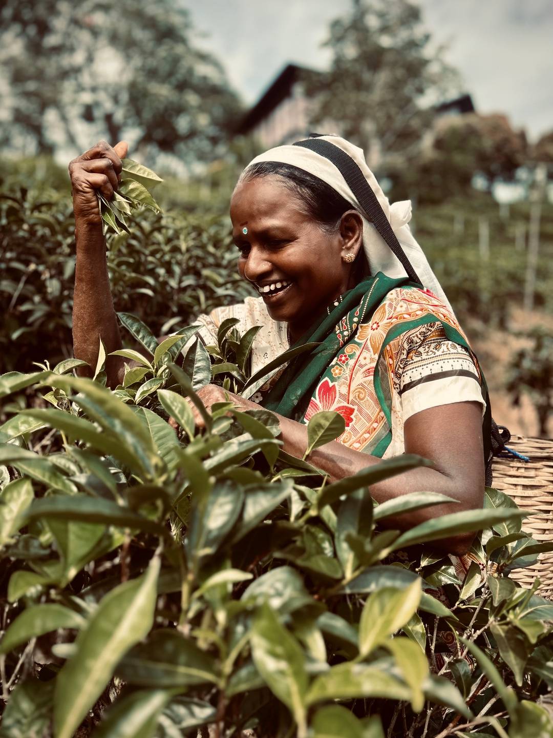 Tea picker in Sri Lanka