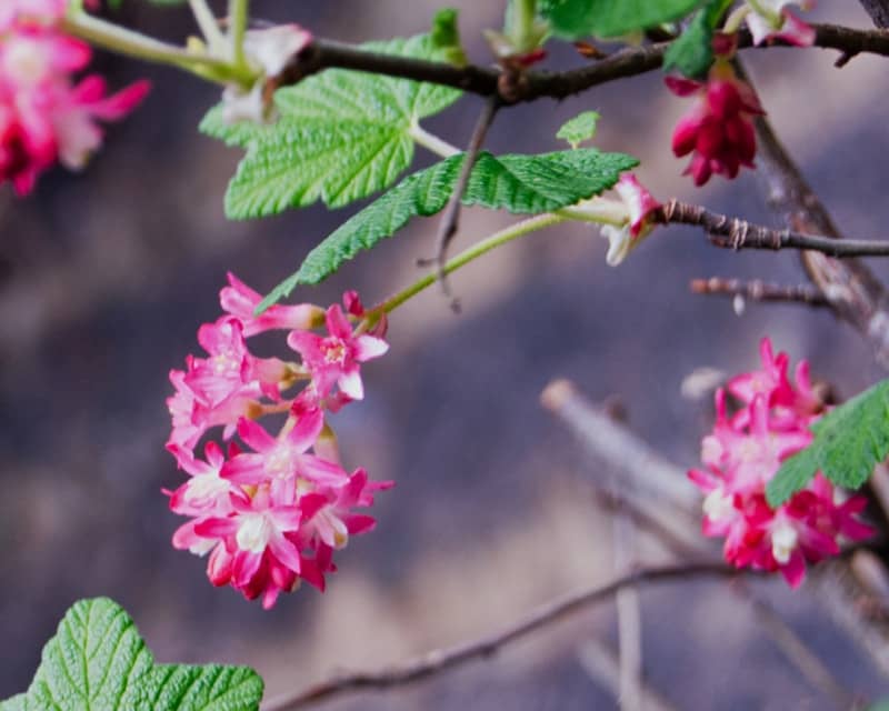 Pink flowers bloom on a leafy branch.