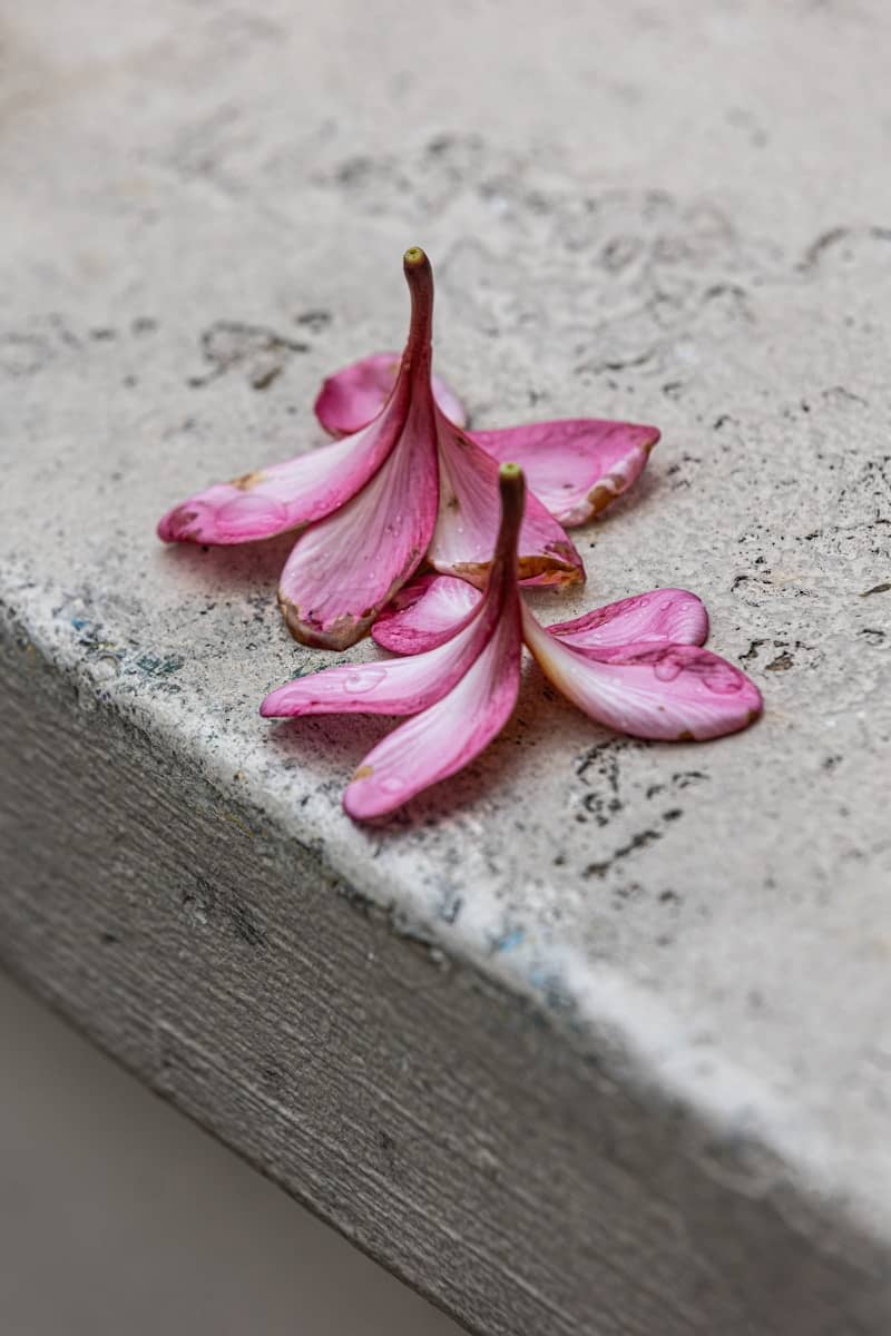 Fallen pink flowers lie on a textured surface.