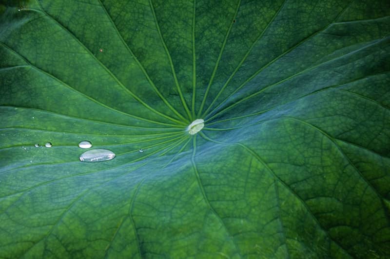 green leaf