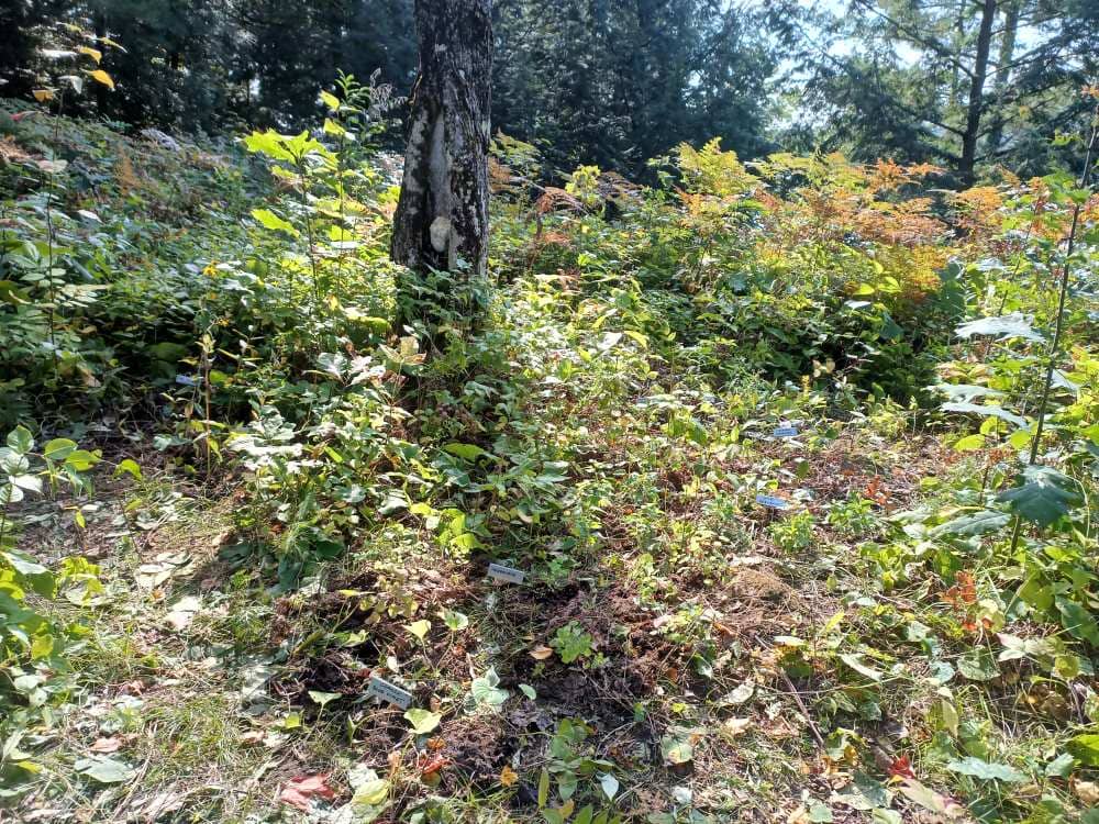 An outline of Haliburton County, filled with various native plantss