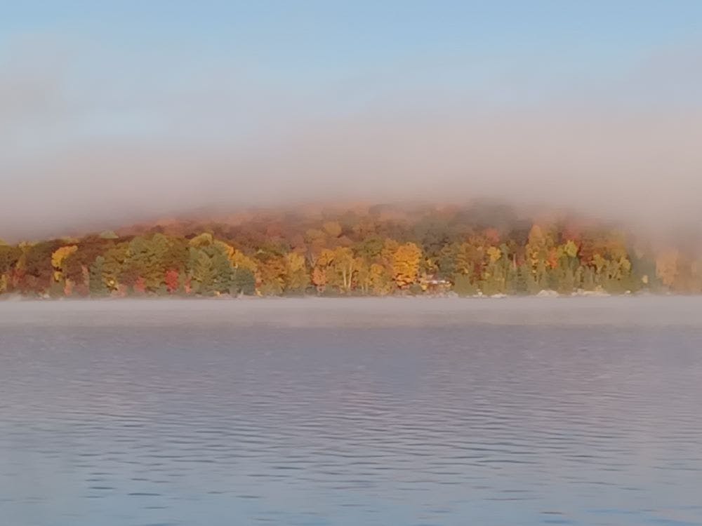 An outline of Haliburton County, filled with various native plantss