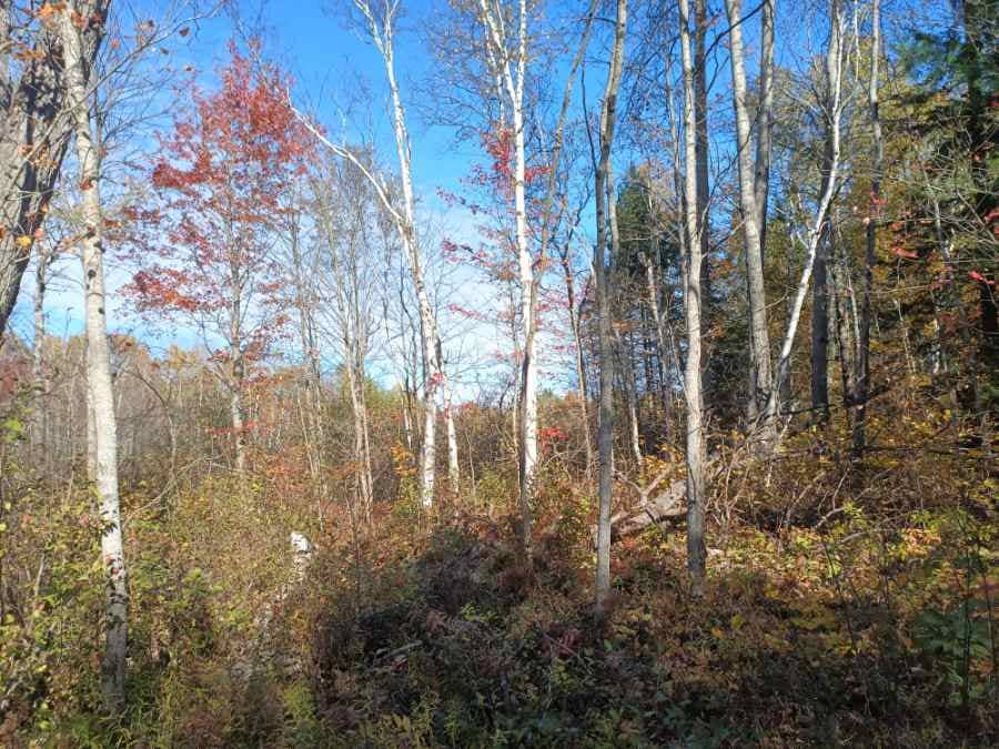 An outline of Haliburton County, filled with various native plantss