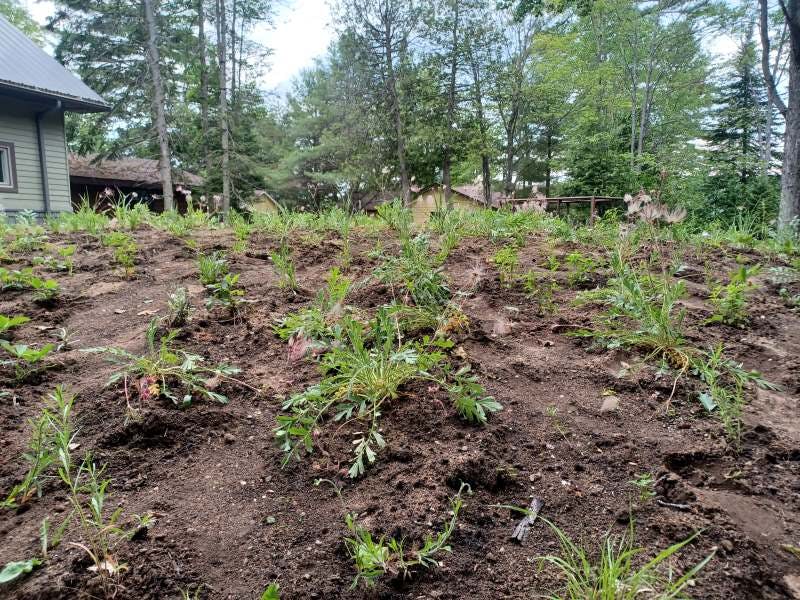 An outline of Haliburton County, filled with various native plantss